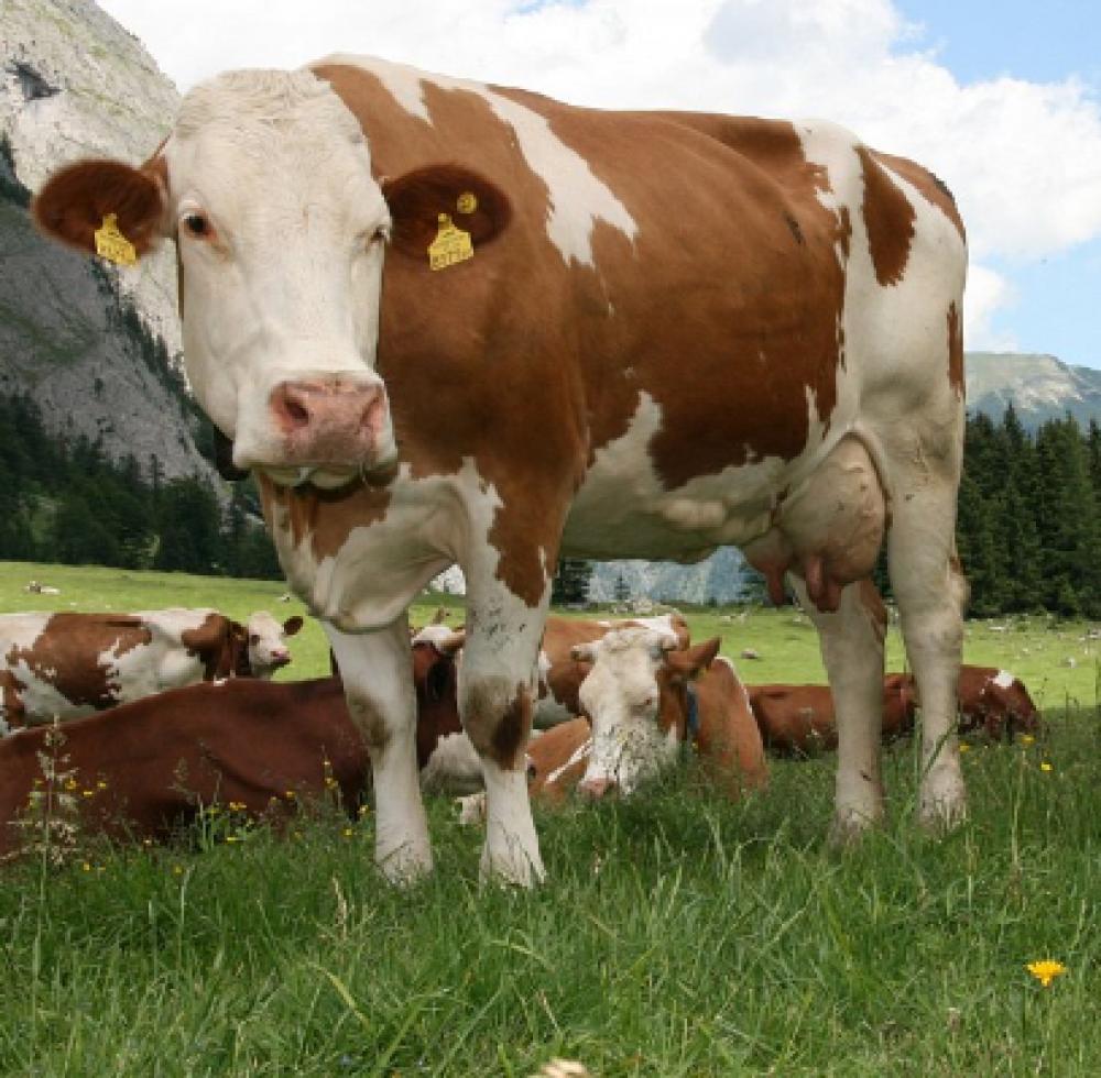 Simmental Pedigree, Gebe, Safkan (Austria)